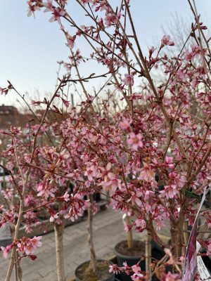 Prunus Okame
