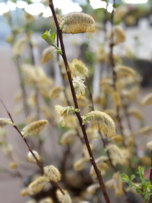 Salix Goldkätzchen