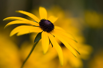 Rudbeckia-Okt0408.jpg
