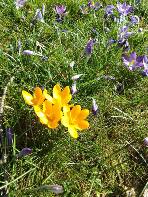 Krokus in der Wiese