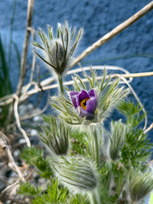 Pulsatilla vulgaris