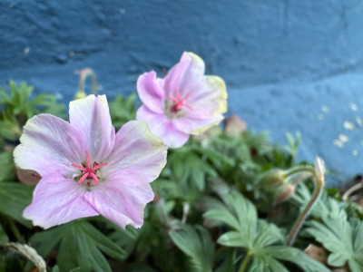 Geranium Sanguineum var. striatum