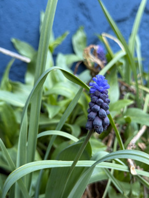 Muscari Latifolium
