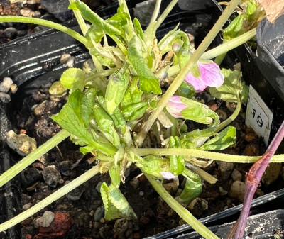Viola odorata 'Poussière d'Etoile'.