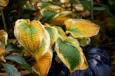 Hosta08108.jpg