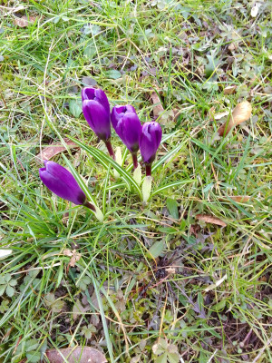 Crocus Ruby Giants ?