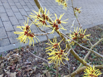 Zaubernuss/Hamamelis