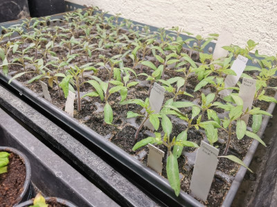 Tomaten 20250319.jpeg