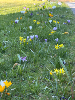 Tête-à-Tête im Garten