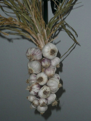 knoblauch.jpg
