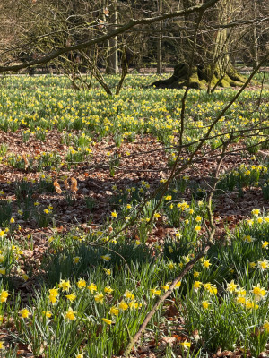 Wildnarzissen im Park