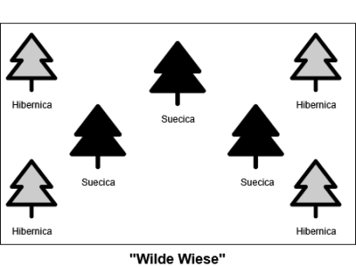 juniperus.drawio.png