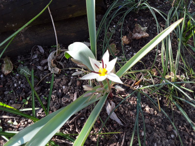 Tulipa turkestanica