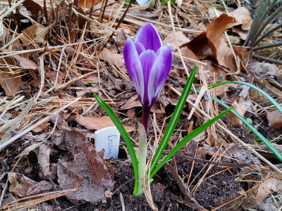 Crocus violett weißer Rand gestreift (Sombra).jpg