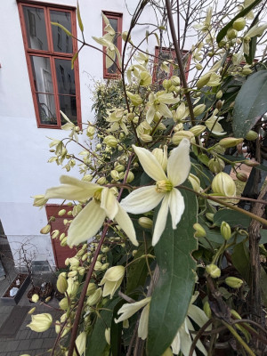 IMG_3698.jpeg