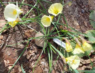White Petticoat