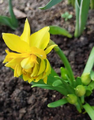 Tete de Luxe