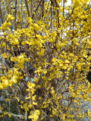 Forsythie