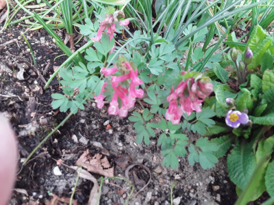 Corydalis solida