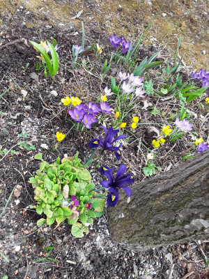 Iris reticulata Harmony u.a.