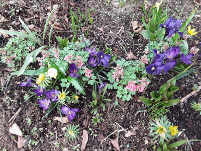 Iris reticulata Harmony u.a.