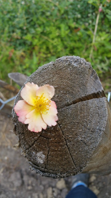 20180601_090158.jpg