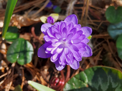 Hepatica Axel.jpg