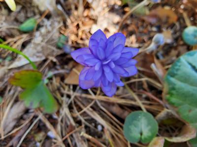 Hepatica Stefan.jpg