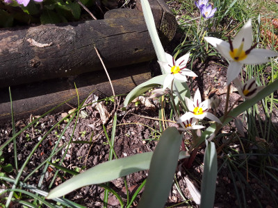 Tulipa turkestanica