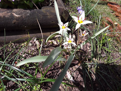 Tulipa turkestanica
