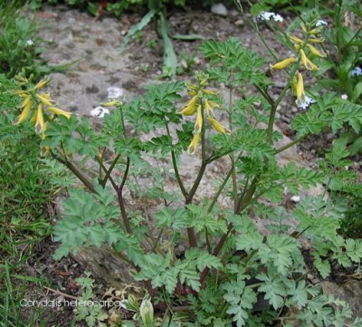 Corydalis_heterocarpa..JPG