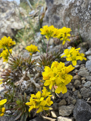 Draba aizoides
