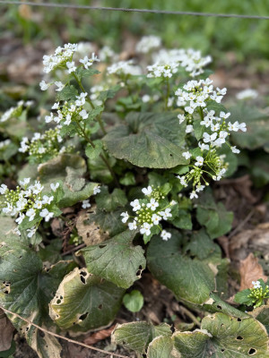 Pachyphragma macrophyllum