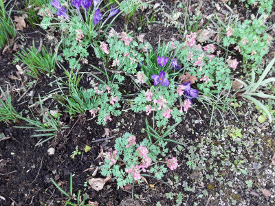 Corydalis solida Beth Evans