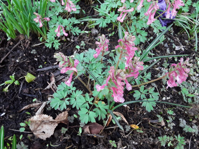 Corydalis solida Beth Evans