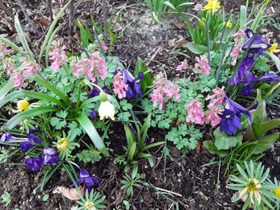 Corydalis solida Beth Evans