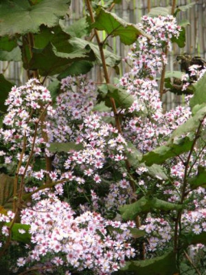 aster_cordifolius_ideal123.jpg