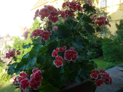 P.-Mr-Wrem-a-Balustrade.jpg