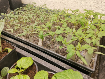Tomaten 20250322.jpeg