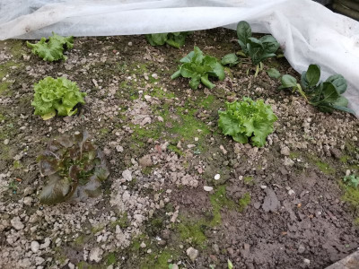 Salat 20250322.jpeg