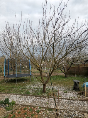 Aprikose Blüte 20250322.jpeg