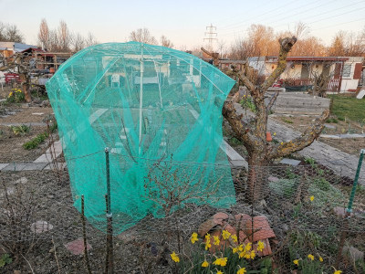 Aprikose Blüte Bienensicher.jpeg