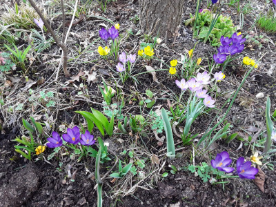 Frühlingsblumen