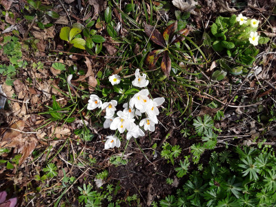 Crocus vernus Jeanne d'Arc