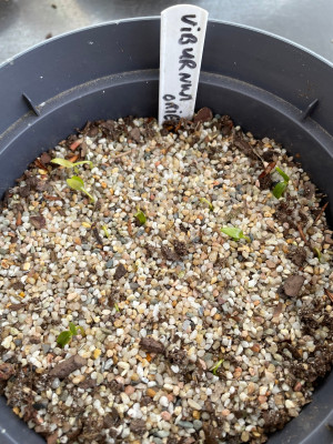 Viburnum orientale Germination March 2025.jpg