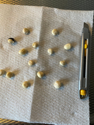 Xanthoceras sorbifolium zaden 2023.jpg