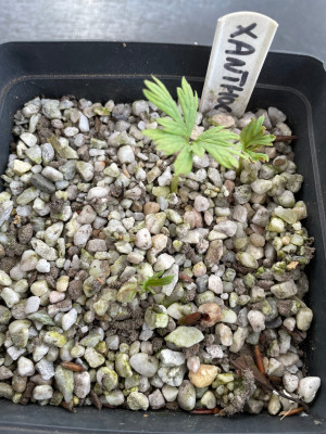 Xanthoceras sorbifolium Germination March 2025.jpg