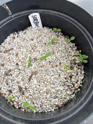 Sorbus commixta Germination March 2025.jpg