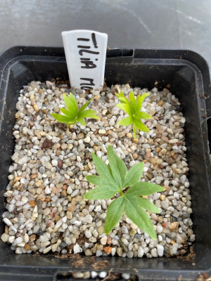 Tilia mongolica Germination March 2025.jpg