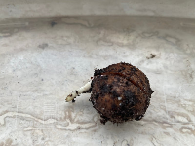 Carya tomentosa Germination March 2025.jpg